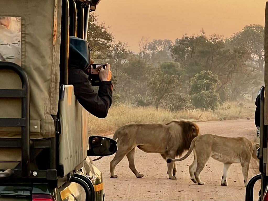 Kruger NP leeuw Zuid Afrika groepsrondreis 6